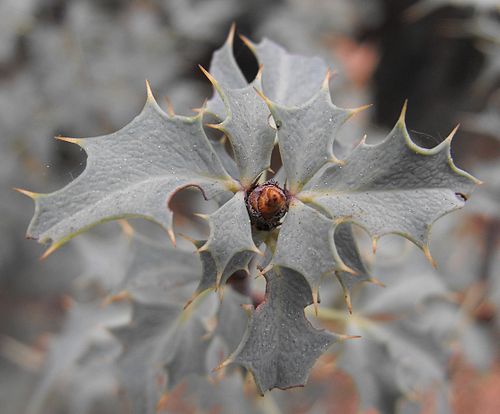 Berberis haematocarpa